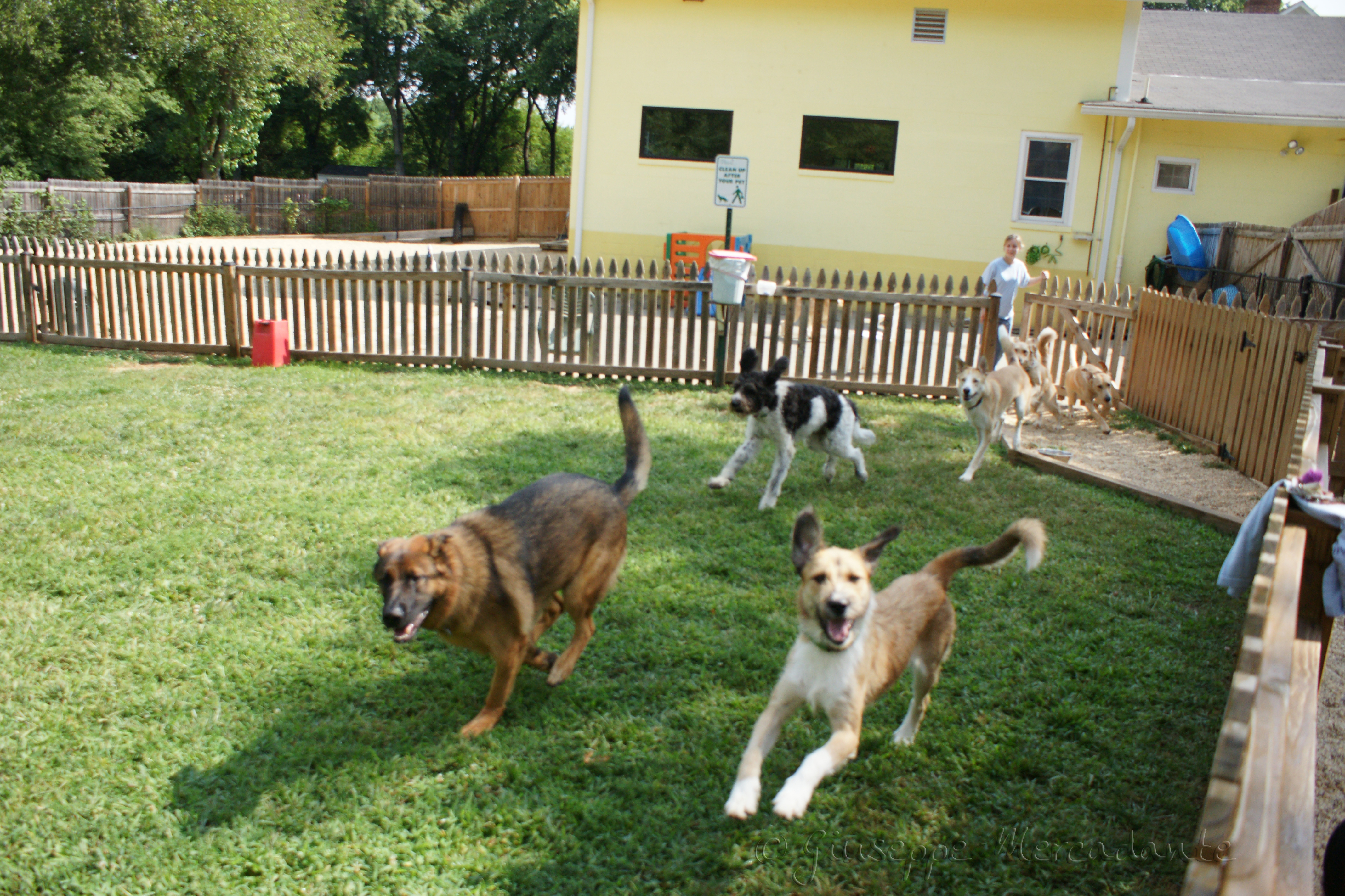 Pet Hotel and Daycare - Premium boarding facilities at Sirividi Kennels