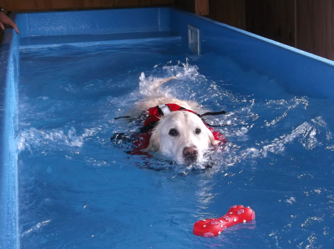 Physiotherapy services - rehabilitation and pool therapy at Sirividi Kennels